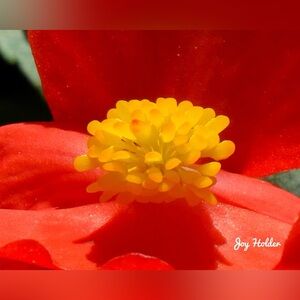 Vibrant Red Flower Close-Up photo with Yellow Center 8x10
